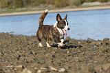 CORGI CARDIGAN 224